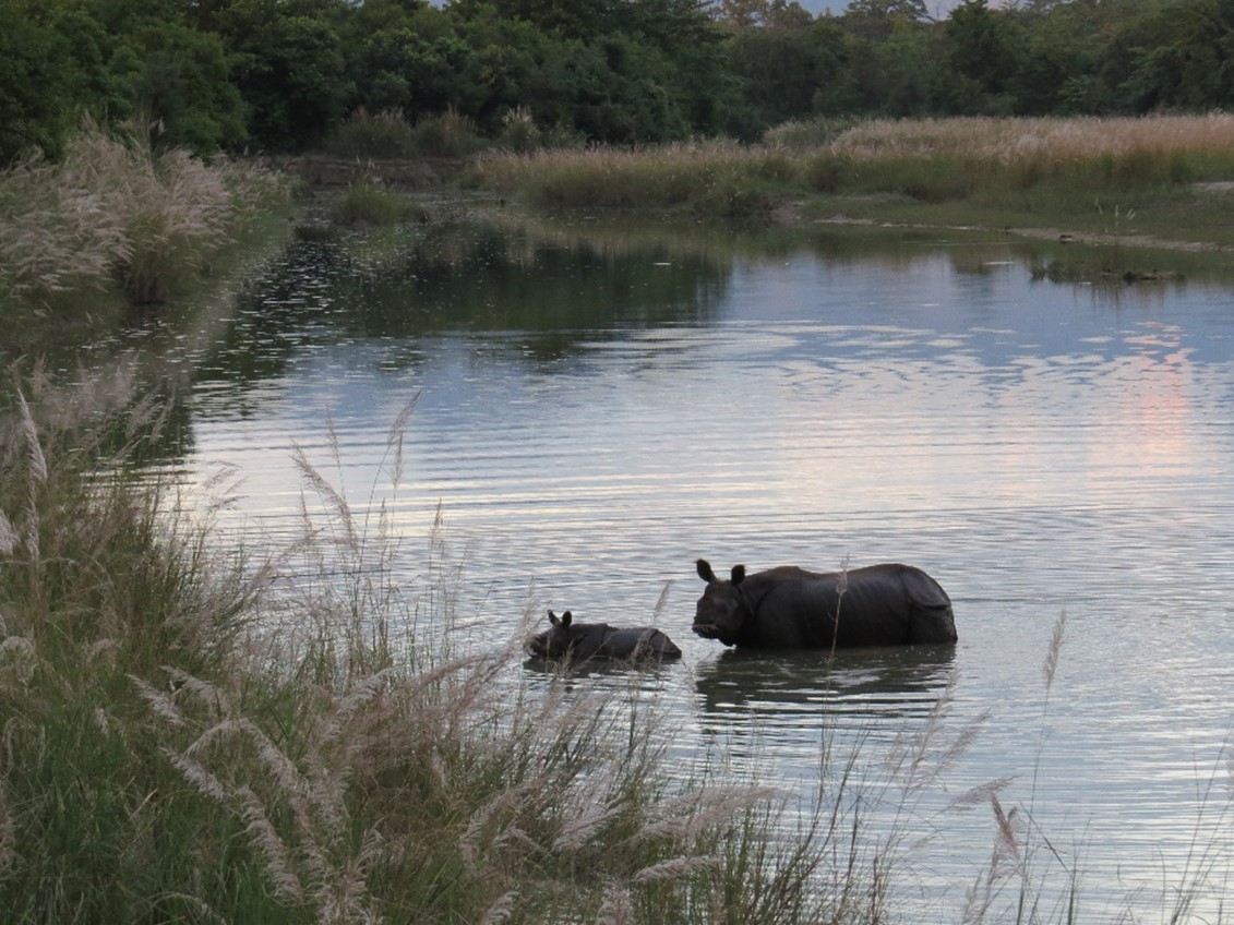 Indian one-horned rhinoceros