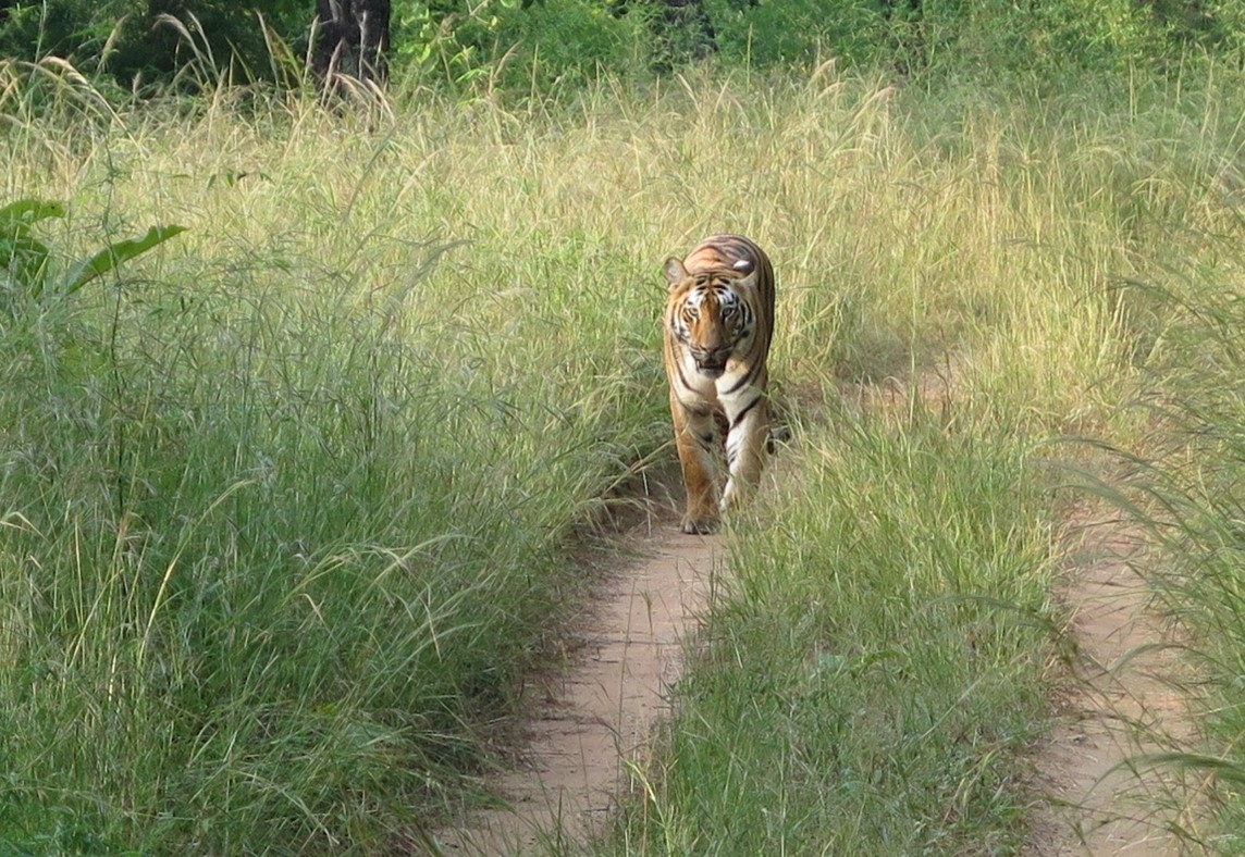 Tiger in Tadoba National Park, India