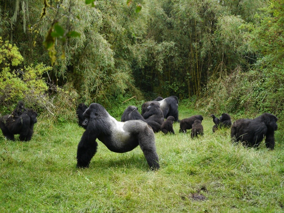 Mountain gorillas in Central Africa